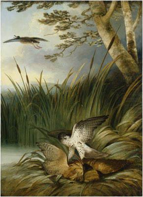 Harrier Killing a Bittern, Philip Reinagle